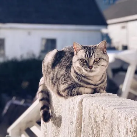 The Gingerbread House منزل للإقامة