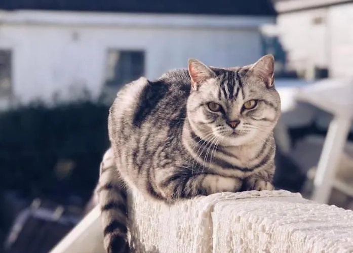 The Gingerbread House Accommodatie bij particulieren